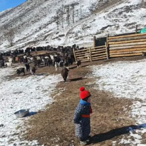 Noamdic Toddler is walking around livestoack