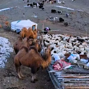 Nomad family yurt and livestock