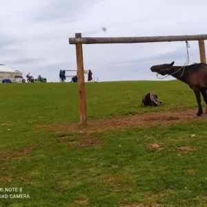 Nomadic Yurt & horse